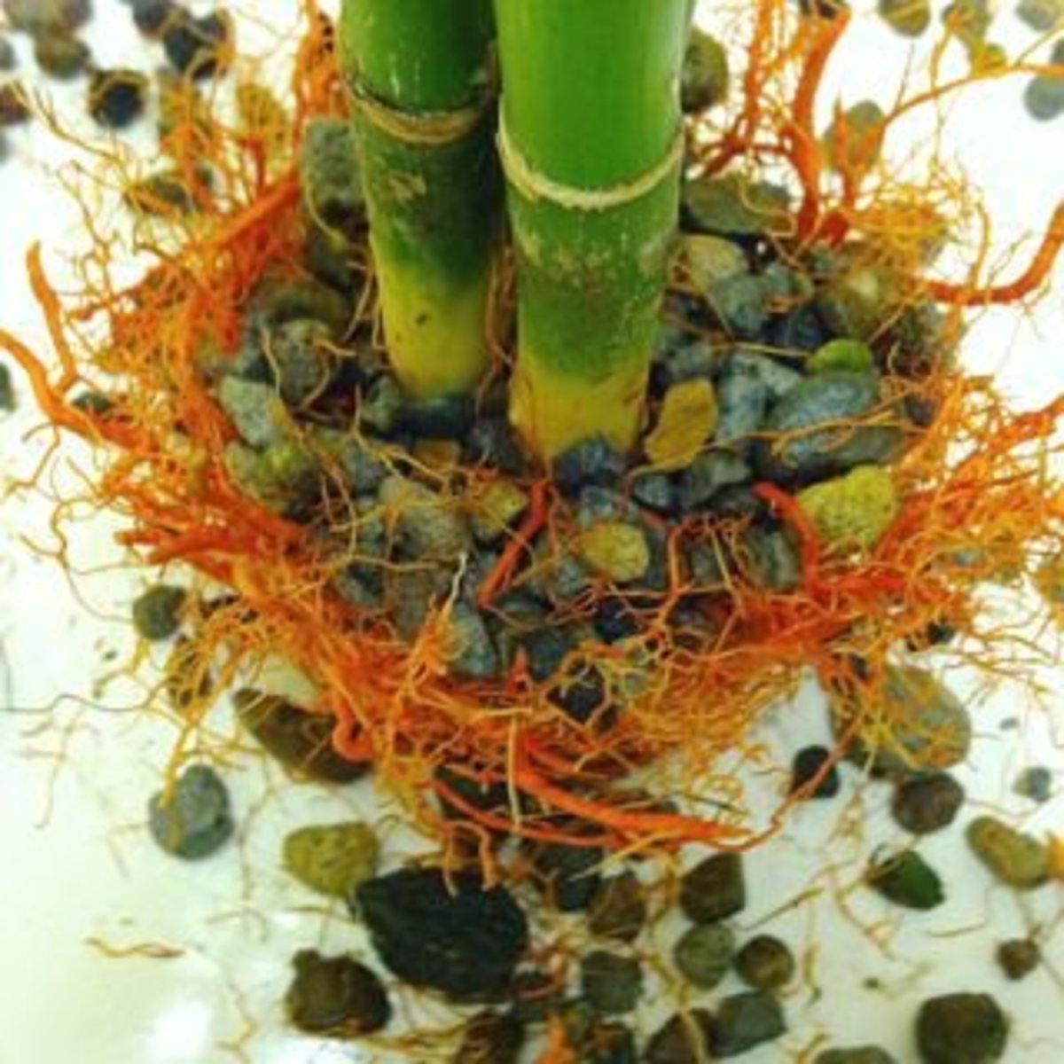 When & How to Repot a Lucky Bamboo