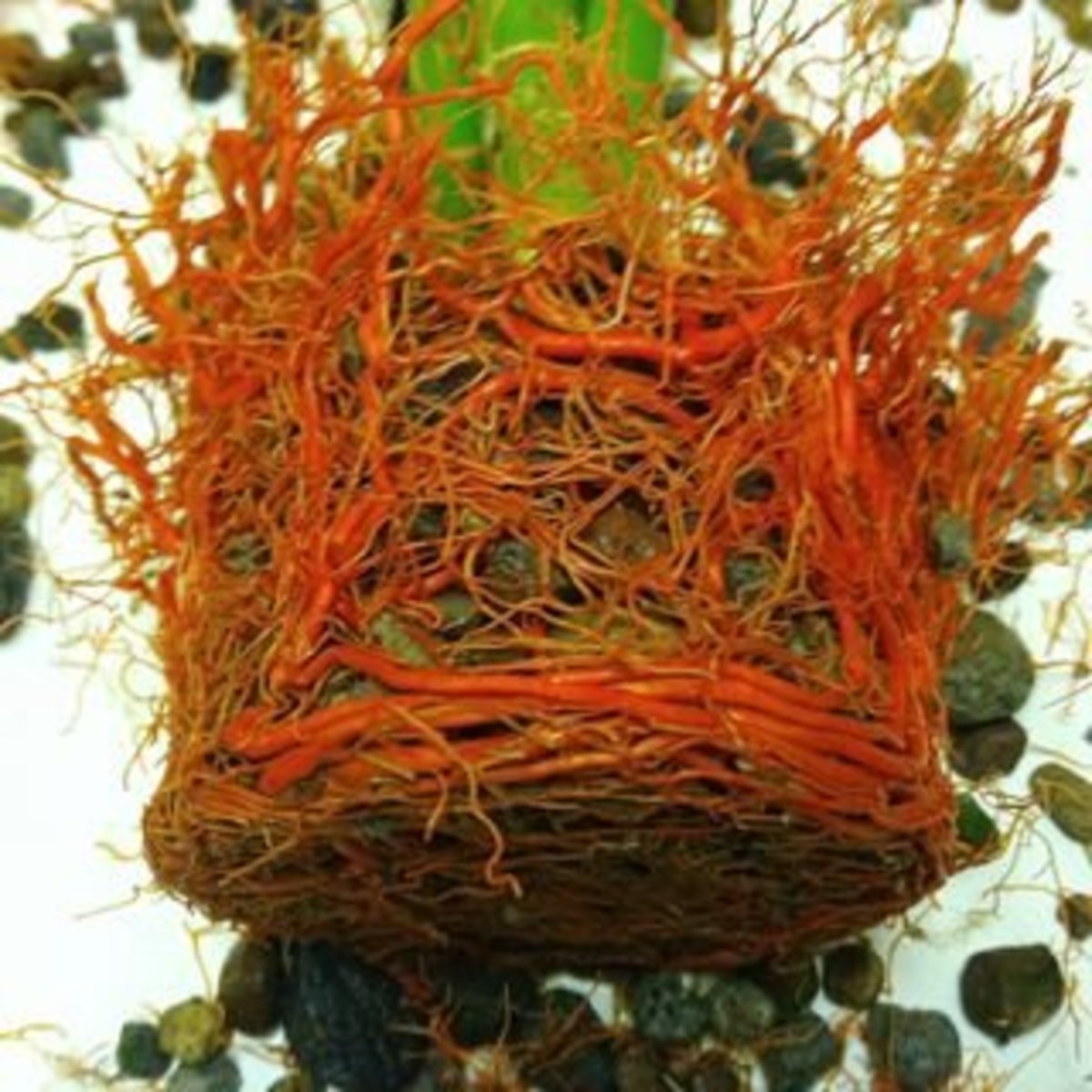 When & How to Repot a Lucky Bamboo