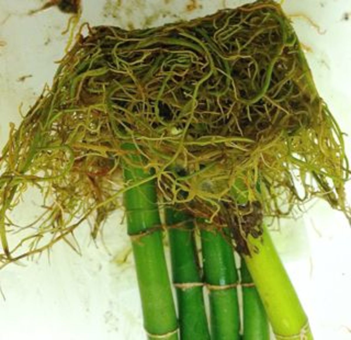 When & How to Repot a Lucky Bamboo