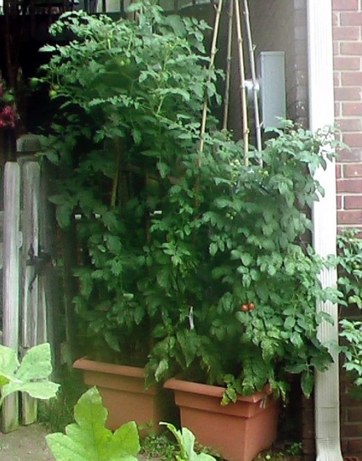 Tomato Planting and Growing Tips HubPages