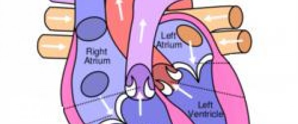 Other symptoms are related to the underlying triggering cause, like infection or an autoimmune disorder. Fluid in lungs after surgery | General center ...