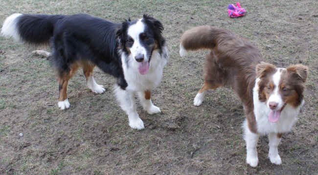 Tail Docking In Australian Shepherds About Dock Photos