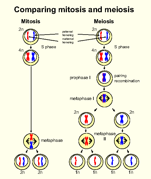 Cell cycle; mitosis and meiosis