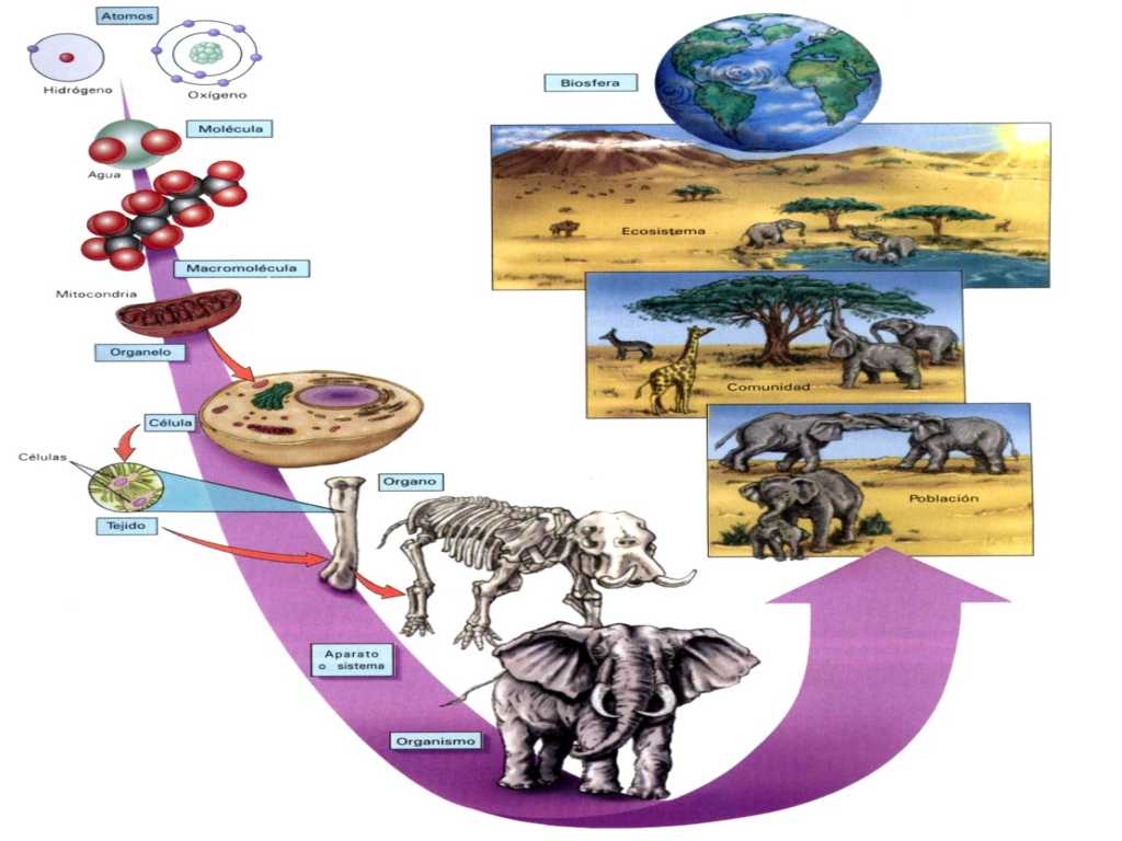 Intgroduccion a la Ecologia Bloque 1.pptx on emaze