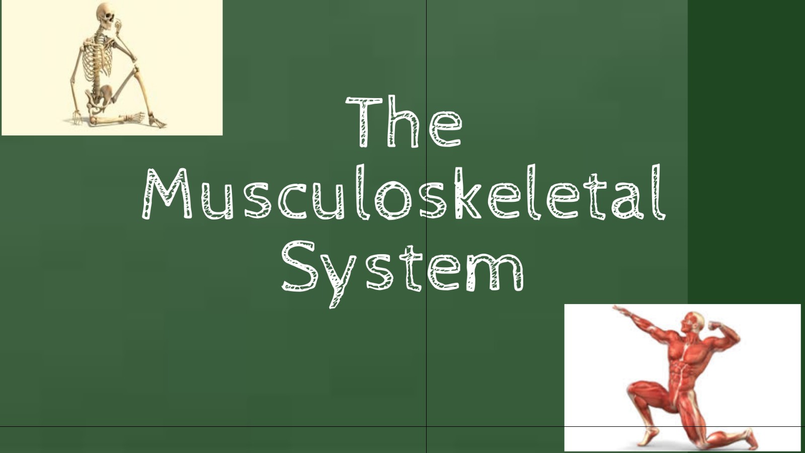 The Musculoskeletal System at emaze Presentation