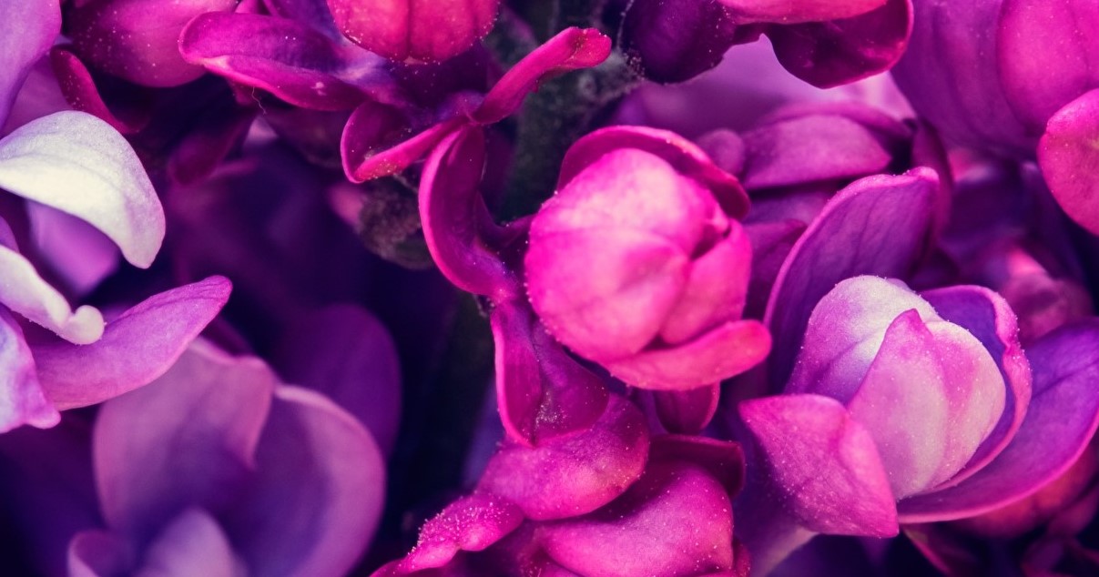 Roblox Theme Blooming Flowers