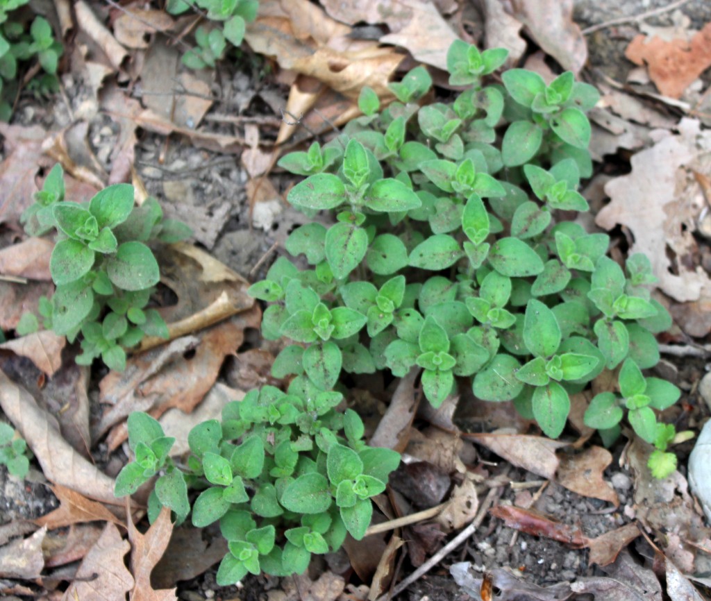 Oregano Herb Information Use That Herb