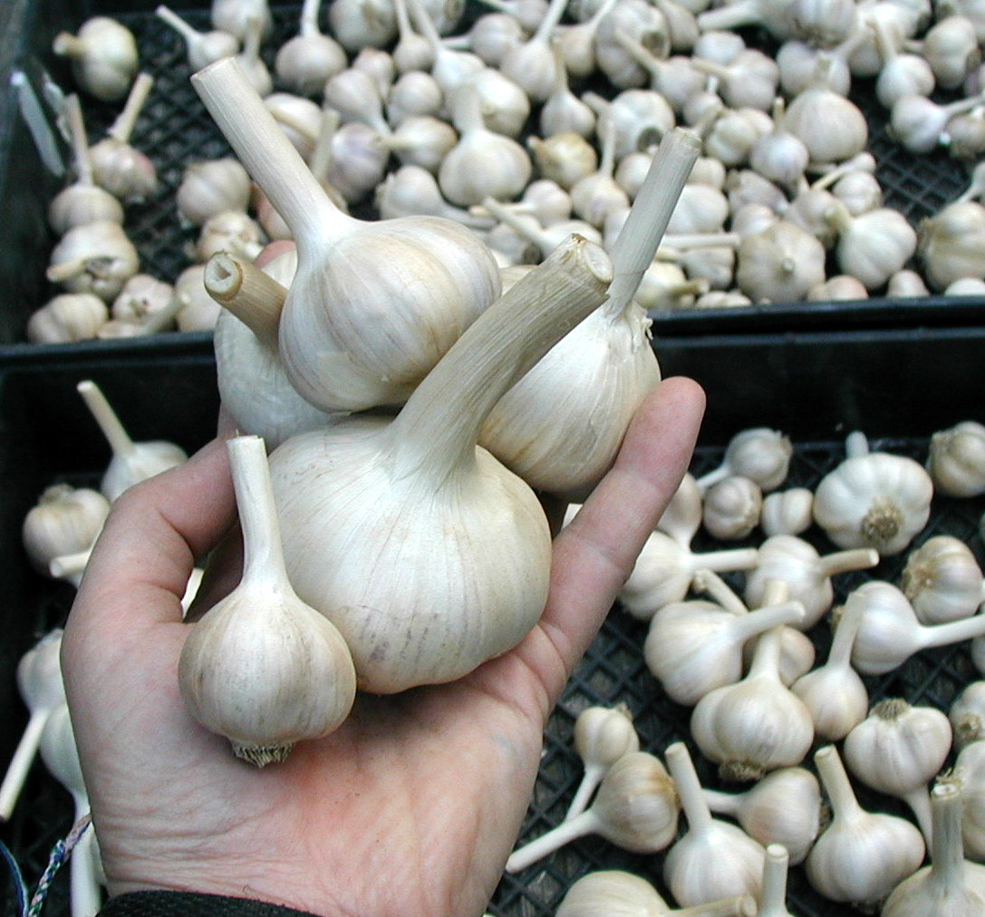 Got Garlic? September Is Time To Plant Use That Herb