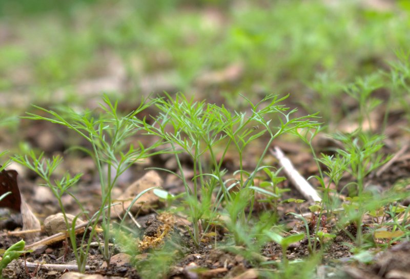 Dill Reseeds Itself Like Crazy Use That Herb