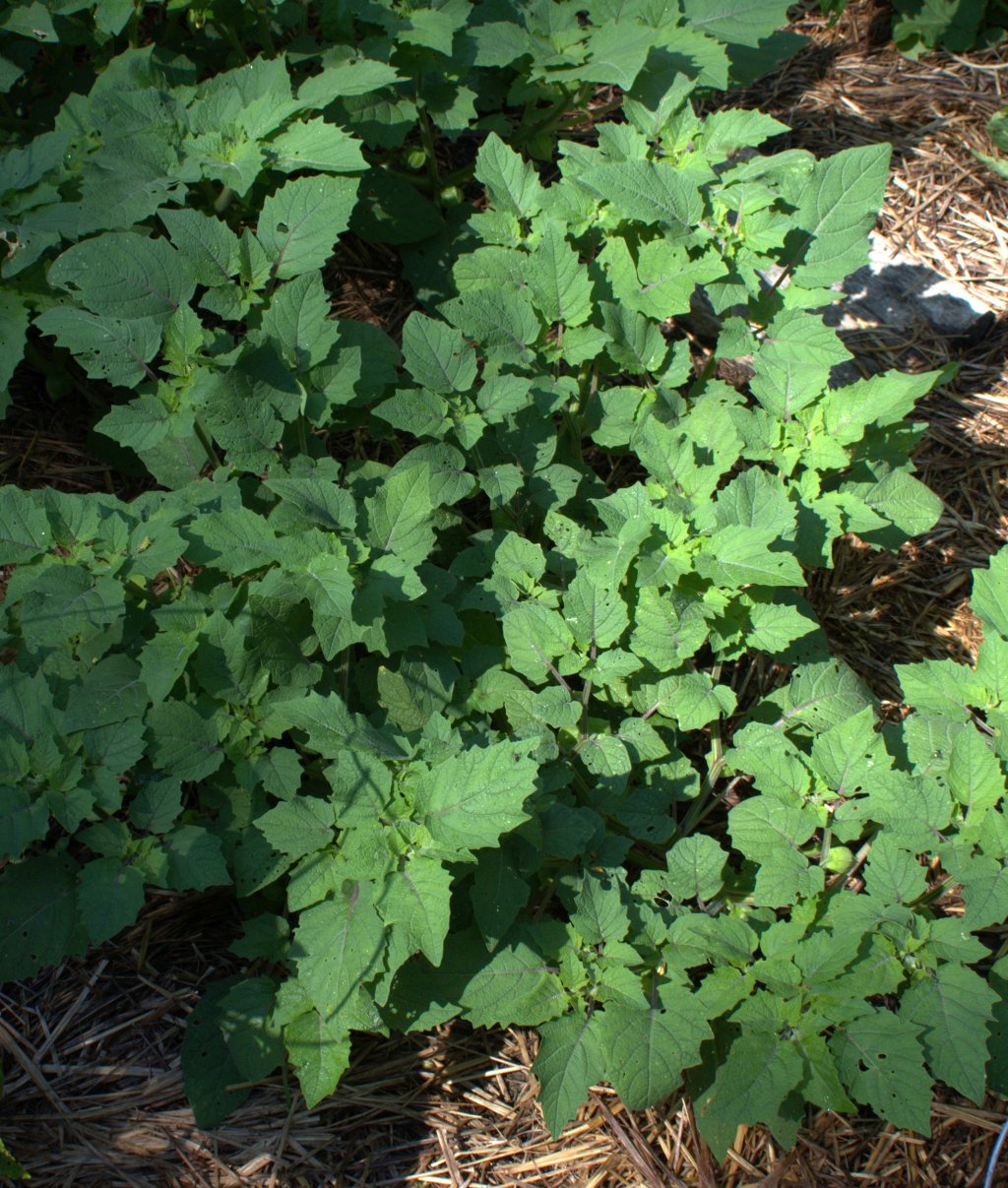 Ground Cherries Starting to Give Fruit Use That Herb