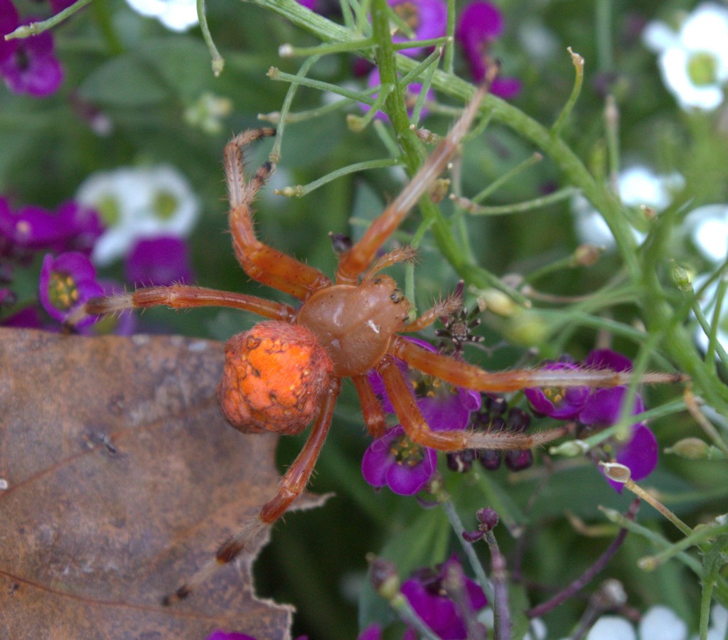 Big Orange Spider in the Garden Use That Herb