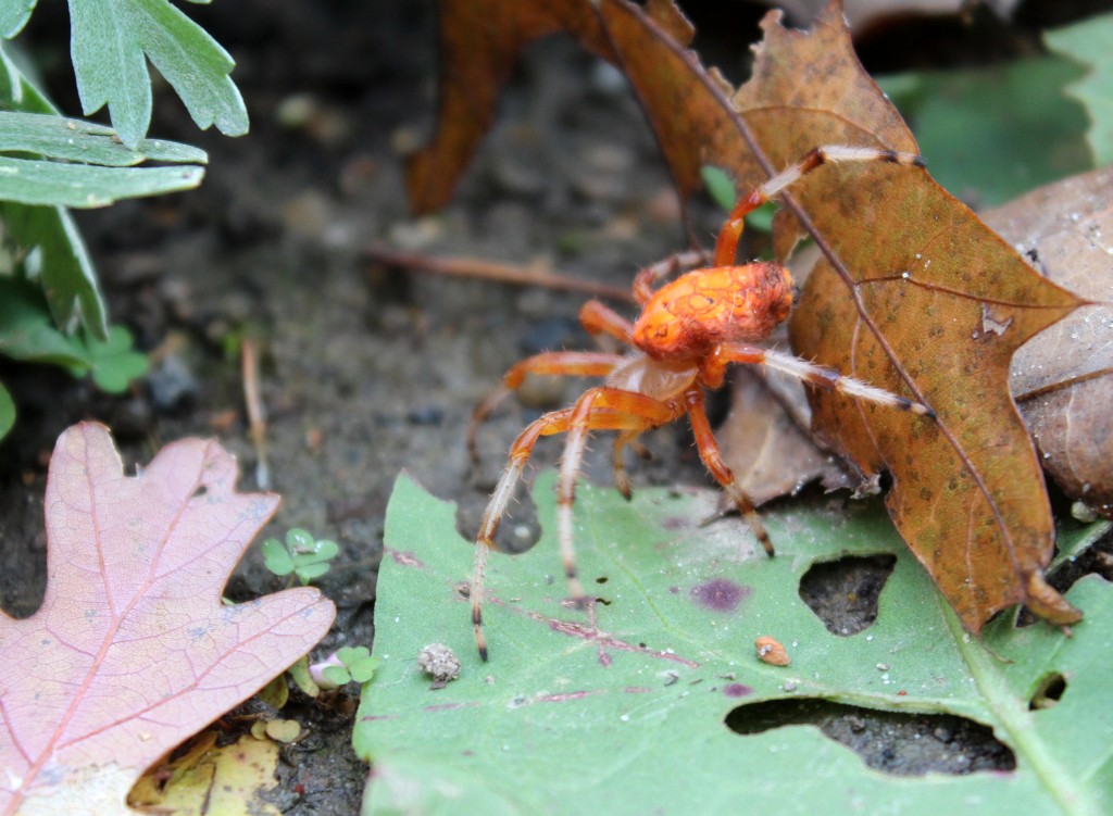 Big Orange Spider in the Garden Use That Herb