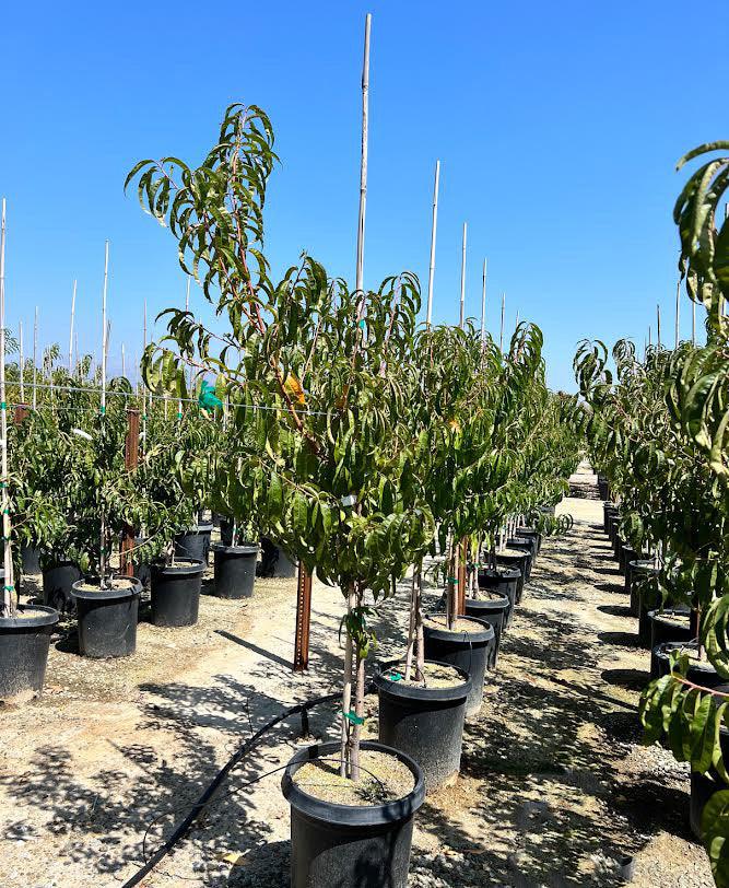 Early Elberta Peach Tree Yardwork