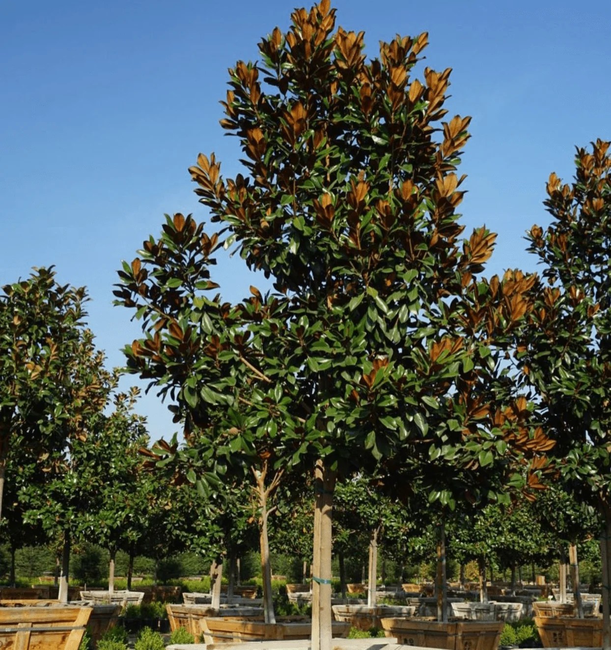 Dd Blanchard Magnolia Yardwork