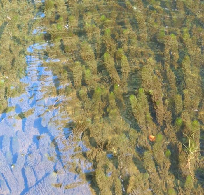 Milfoil Management Upper Saranac Foundation
