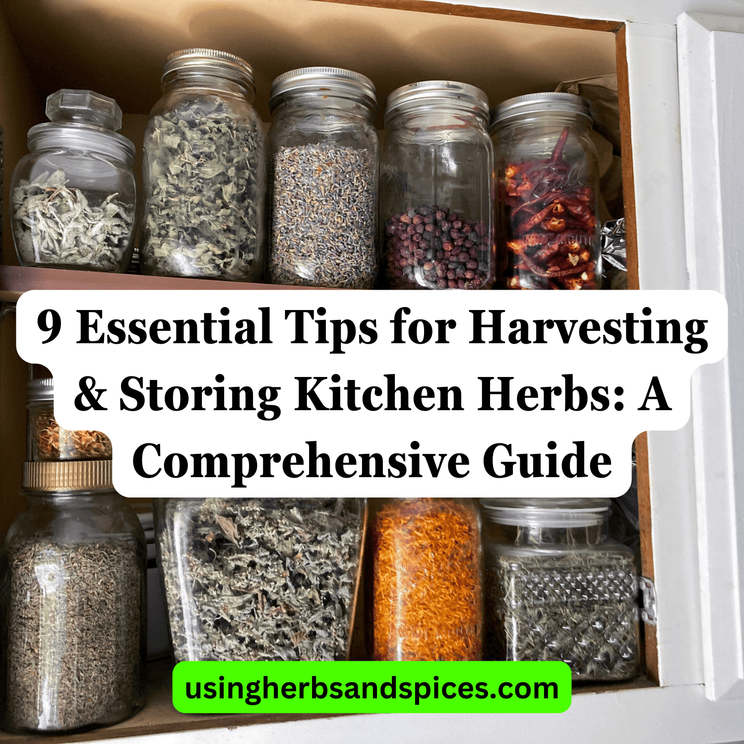 9 Essential Tips for Harvesting & Storing Kitchen Herbs A