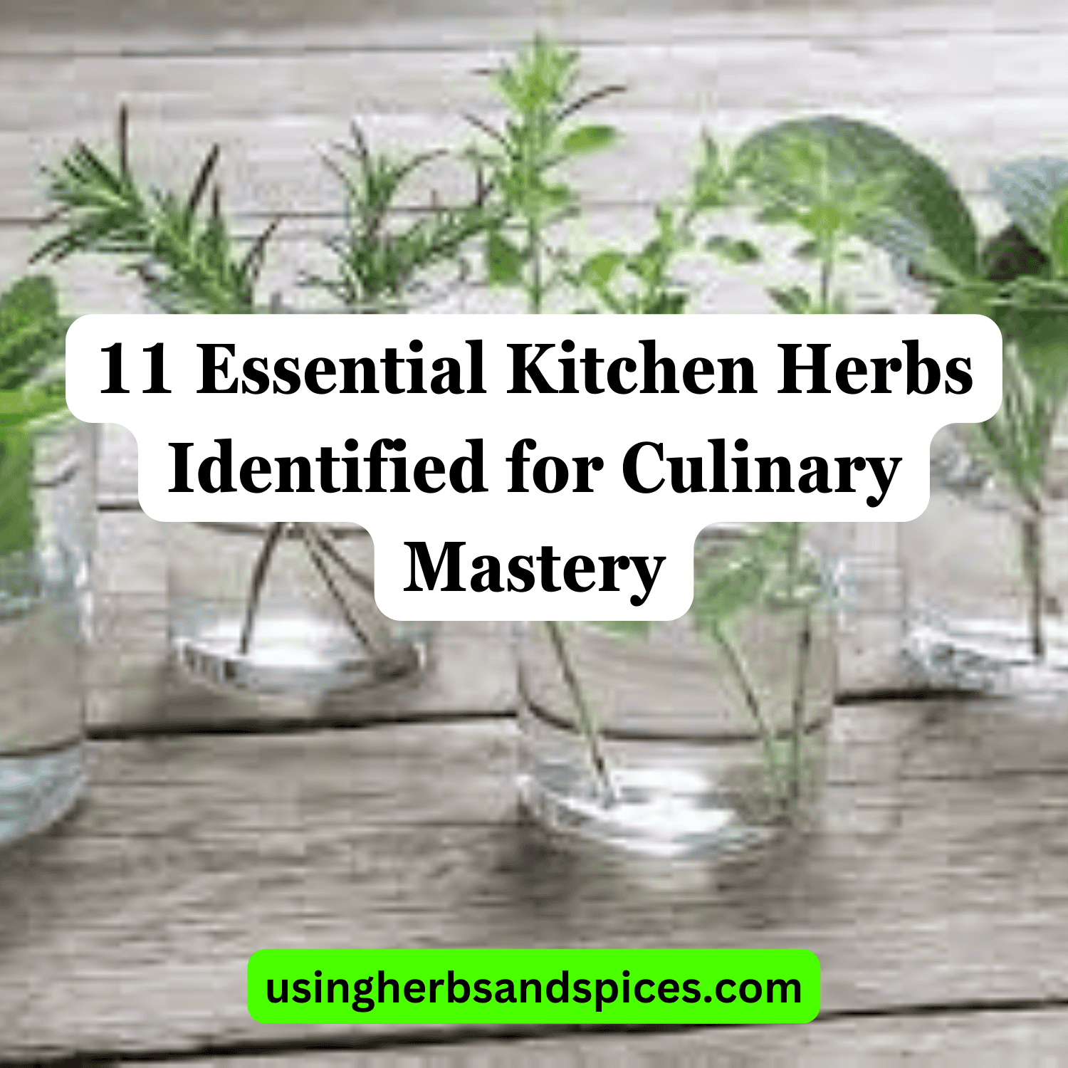 11 Essential Kitchen Herbs Identified for Culinary Mastery Using