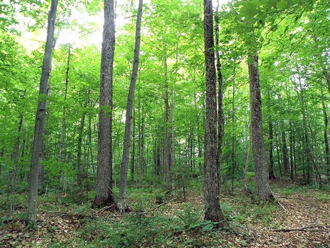 Coventry VT Real Estate for Sale Century 21 Farm & Forest