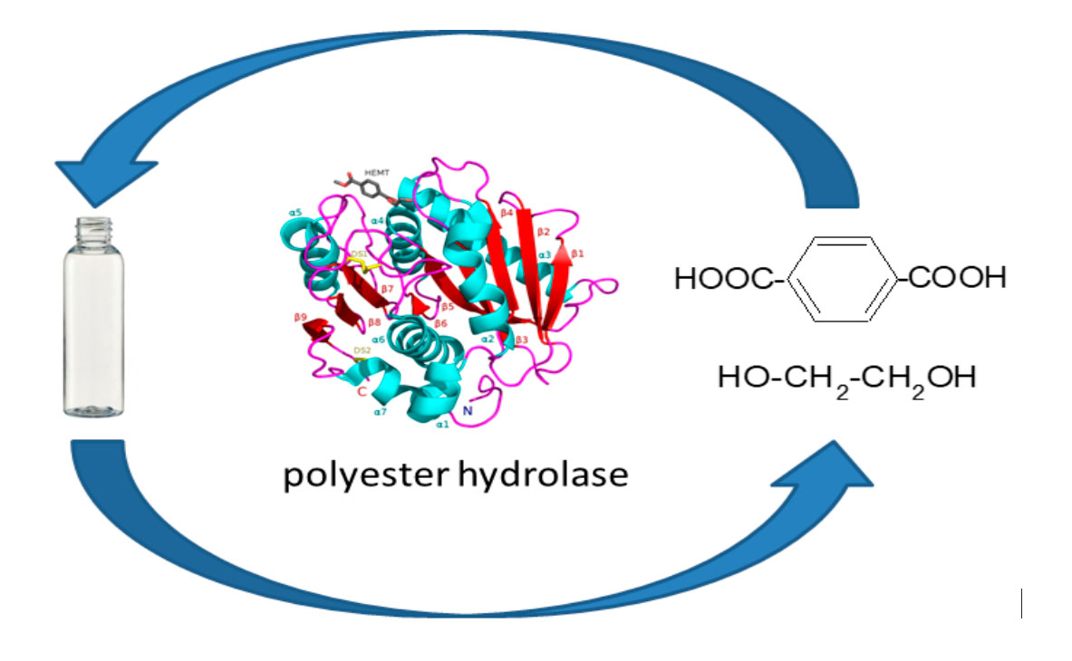 Enzymes and PET degradation Us Pack Group