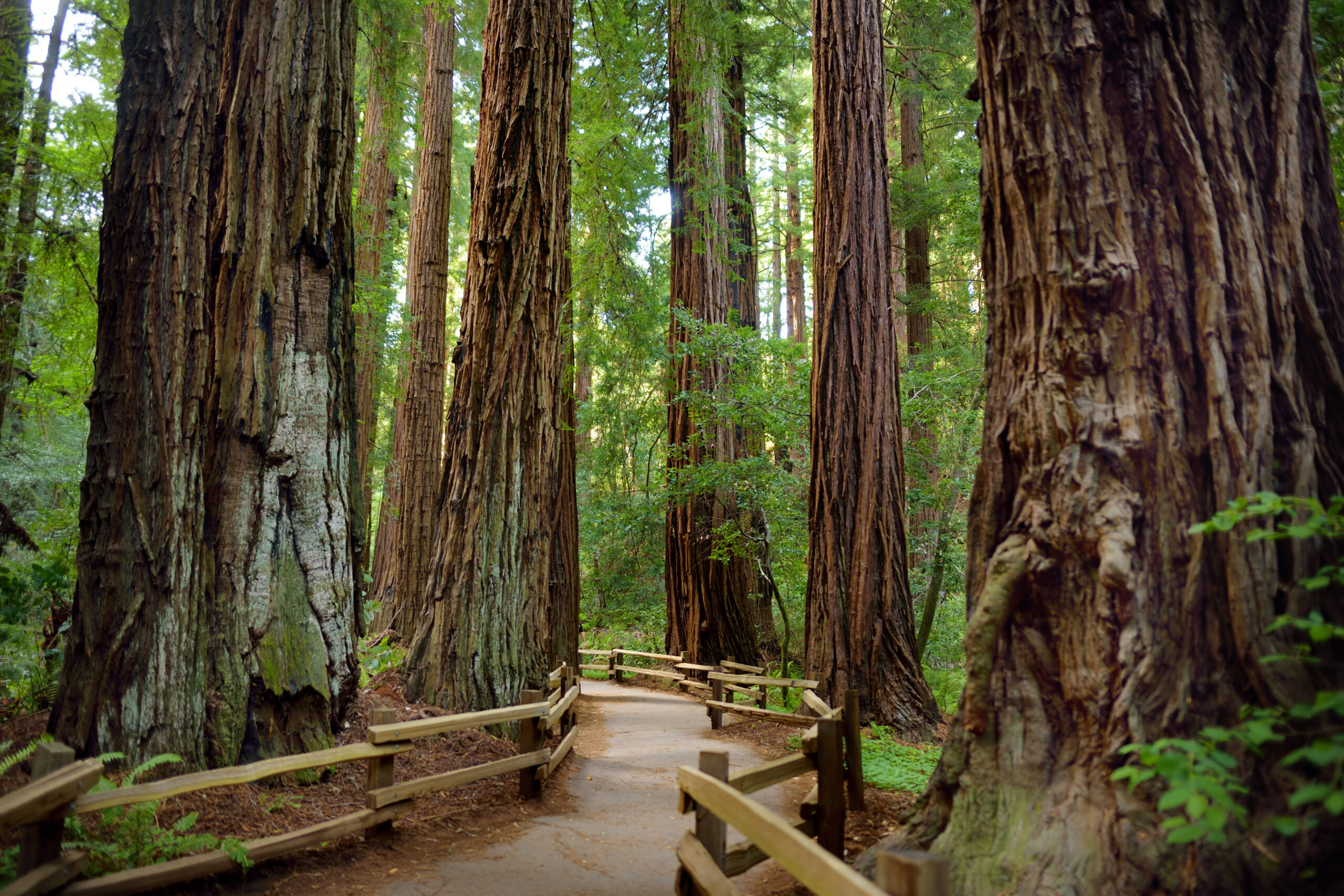 The Best National Parks and Monuments in California US Park Pass