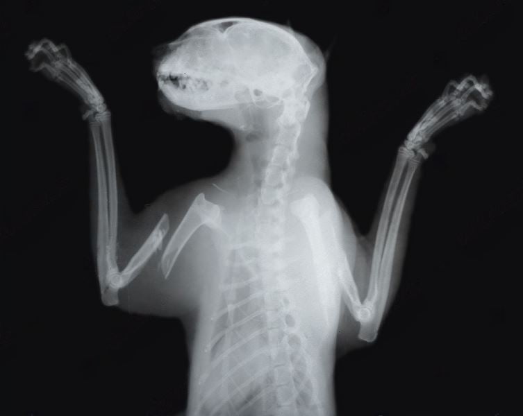 Cat Paw X Ray This Is What Your Cat's Paws Can Tell You UsPetCares