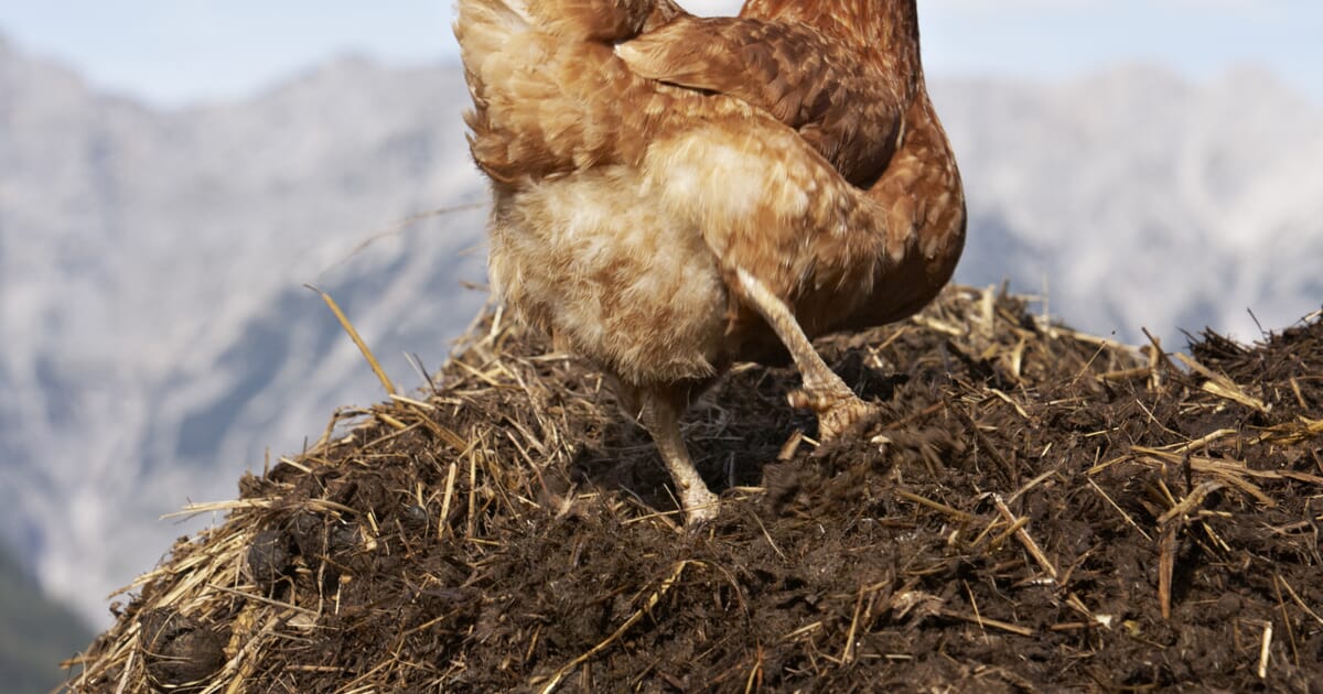 The Chicken Whisperer how to start composting chicken manure