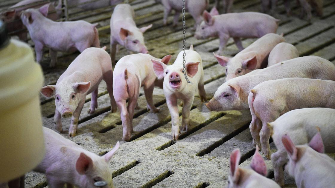 Nebraska hog inventory up Latest AG News United States Supply Chain