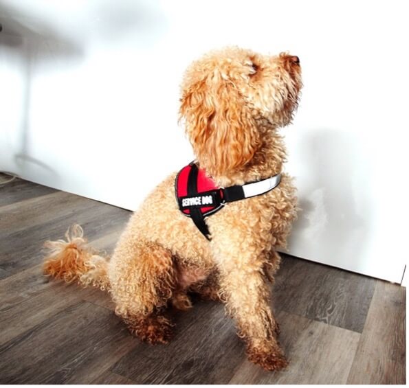 Which Service Dog Registry is the Best US Service Dog Certification