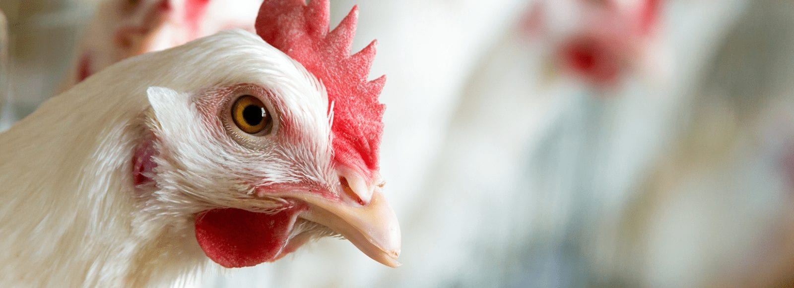 Hartke Farms, Teutopolis, Illinois U.S. Soy