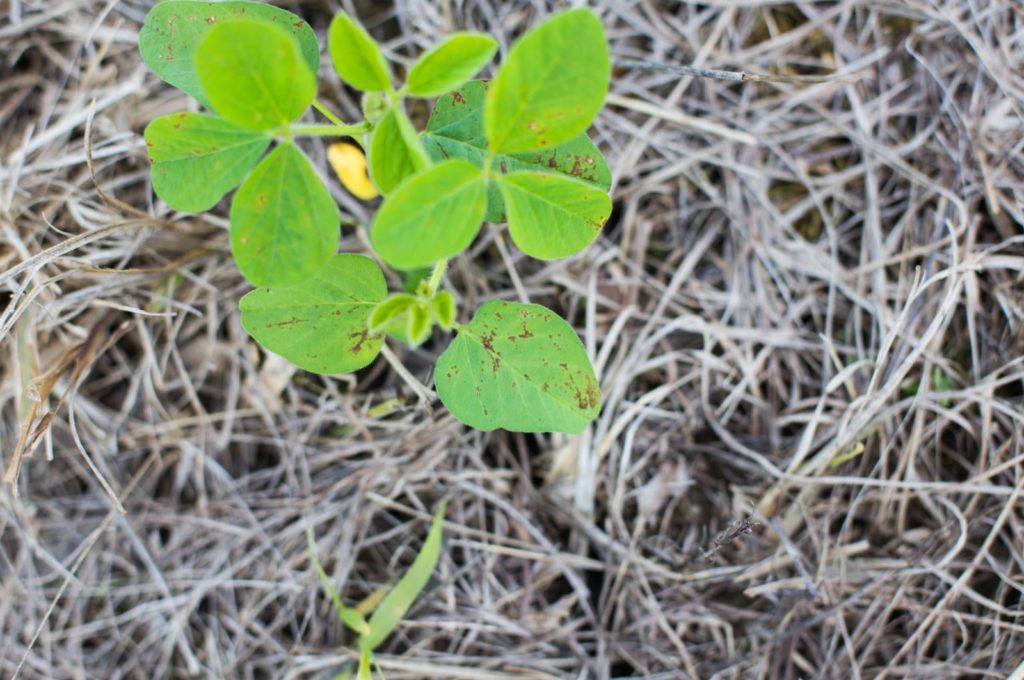 The Soybeans are Flat Growing U.S. Soy U.S. Soy