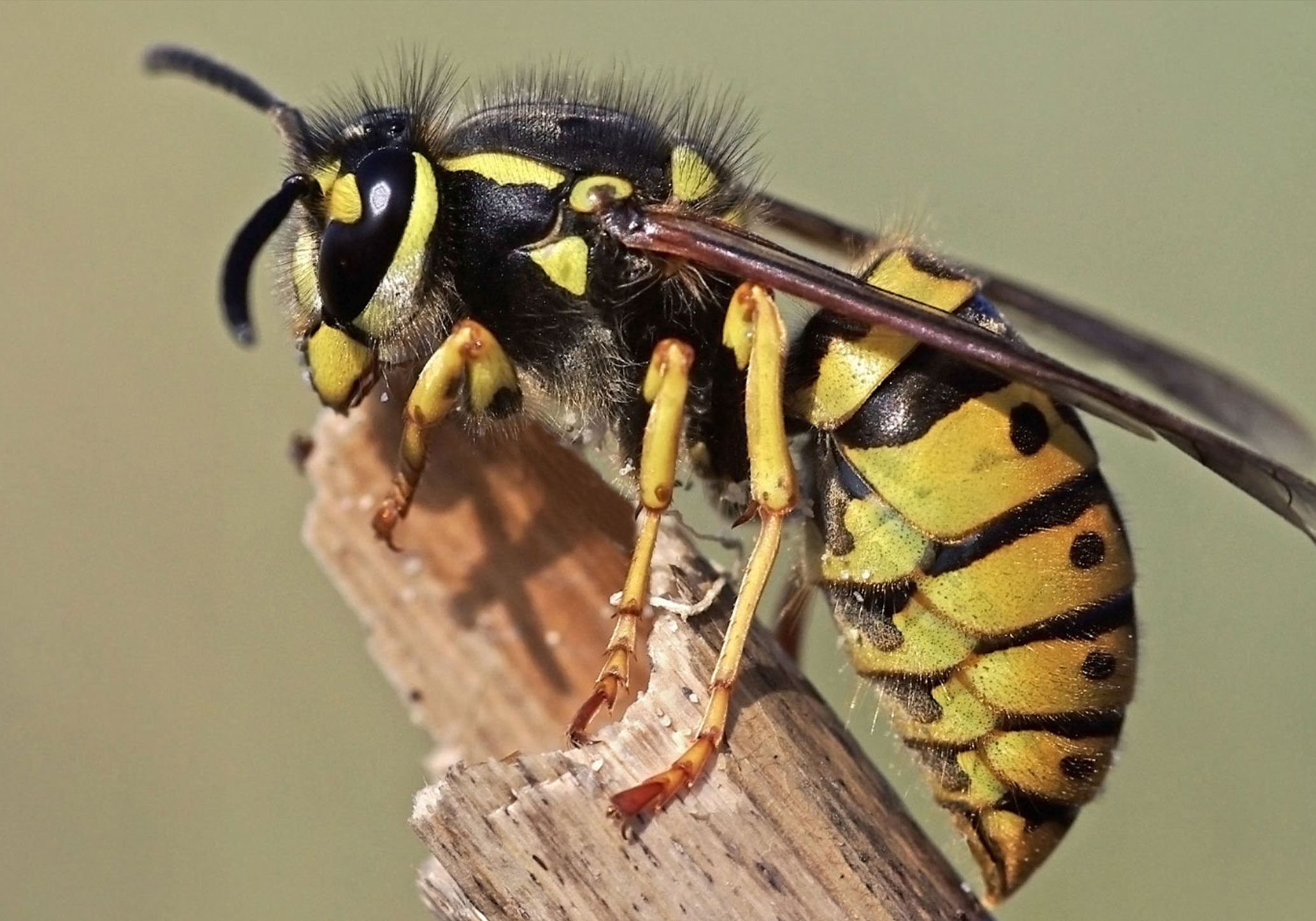 Pest control Queens wasp, ants, bed bug, rodents removal