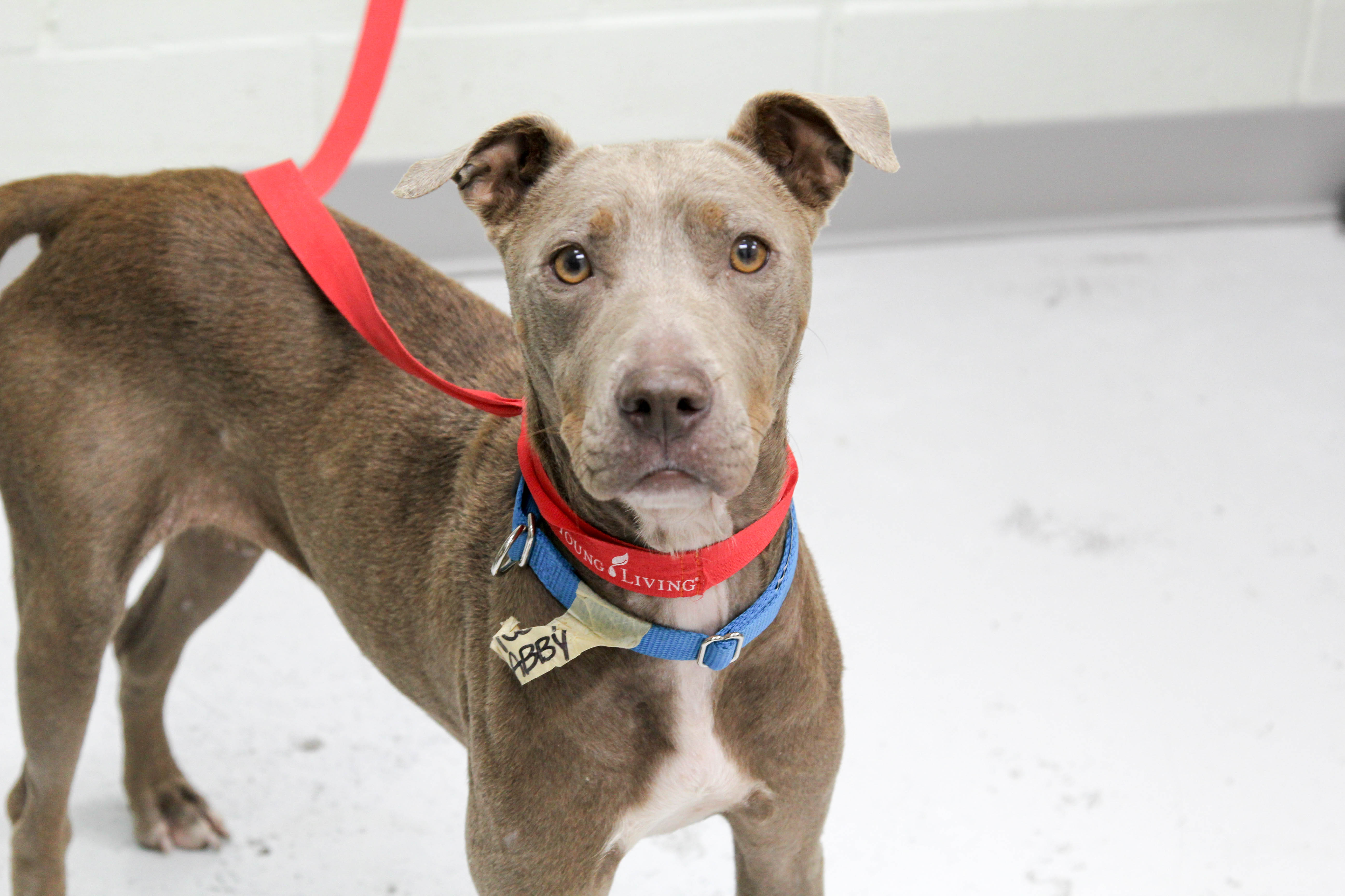 Cache Valley Humane takes in shelter dogs from Texas The