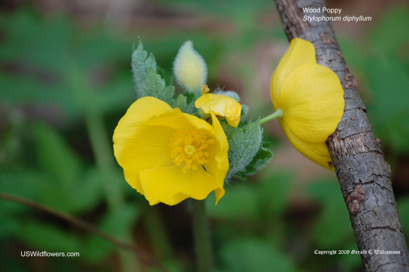 US Wildflower's Database of Yellow Wildflowers for Michigan