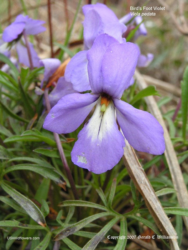 US Wildflower's Database of Blue Wildflowers for Michigan