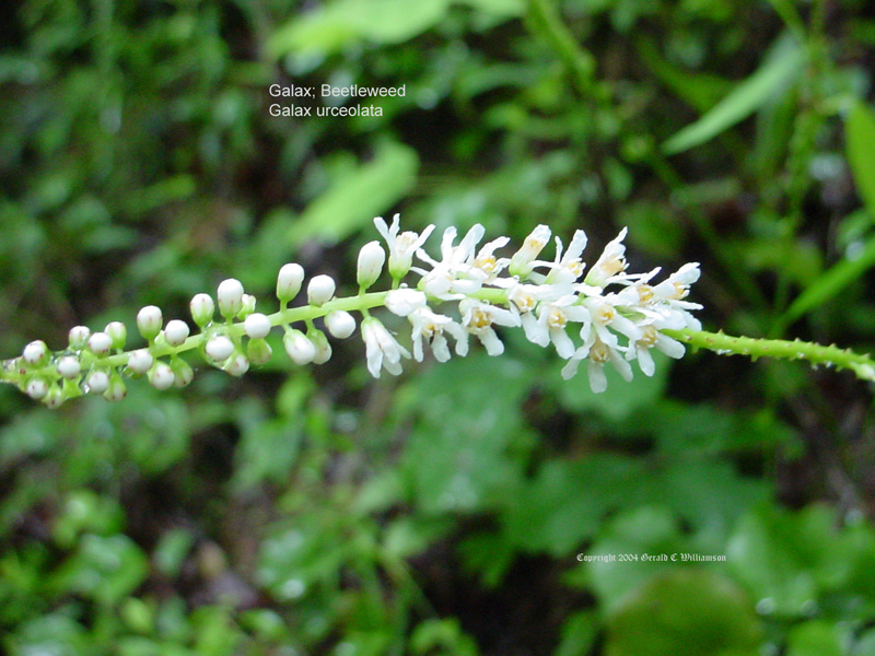 US Wildflower Beetleweed, Galax, Wandplant, Wandflower, Coltsfoot