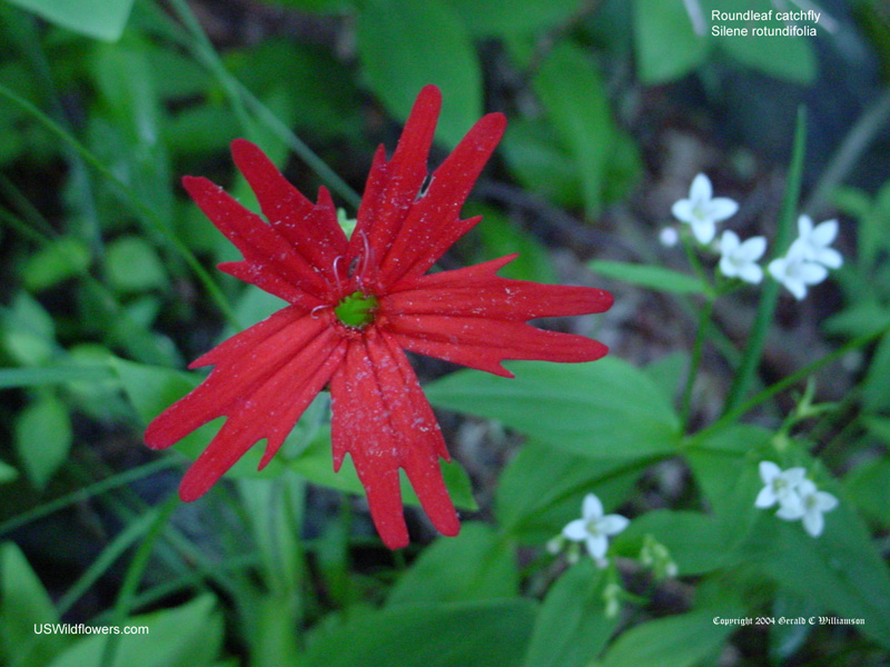 Alabama Wildflowers Red Best Flower Site
