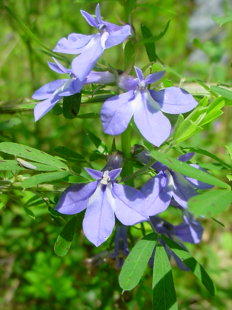 US Wildflower's Database of Blue Wildflowers for