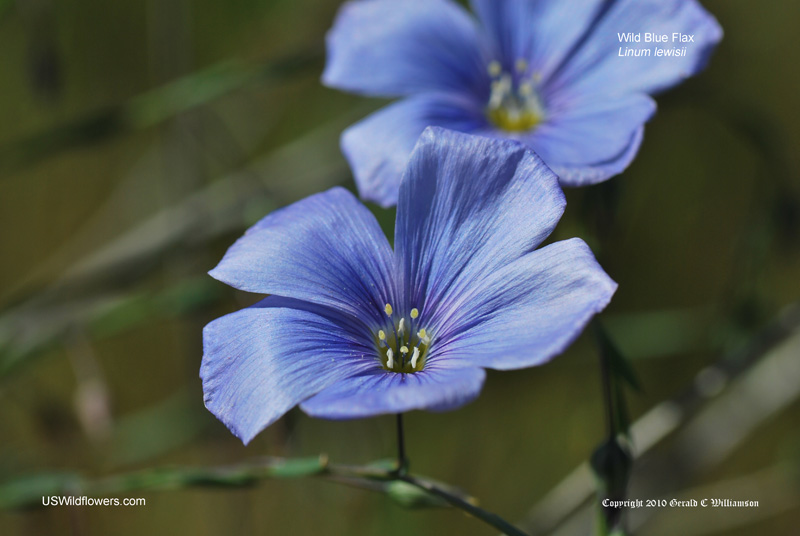 US Wildflower's Database of Blue Wildflowers for North Dakota
