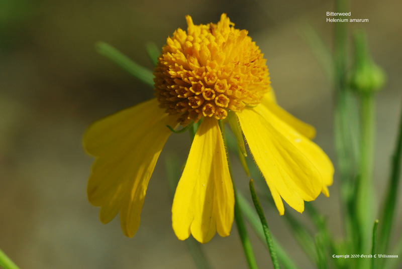 US Wildflower's Database of Yellow Wildflowers for Oklahoma