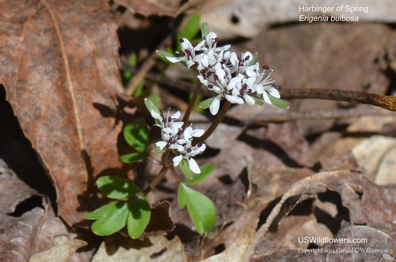 US Wildflower HarbingerofSpring, Pepper and Salt Erigenia bulbosa