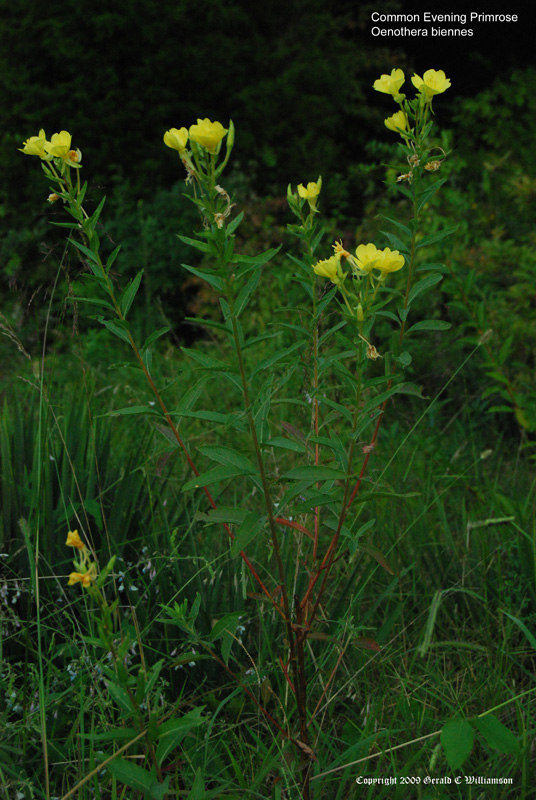 US Wildflower Common Evening Primrose, Evening Star, Sun Drop