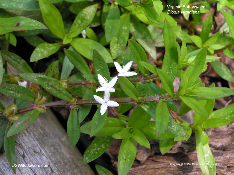 US Wildflower Virginia Buttonweed, Large Buttonweed, Poor Joe