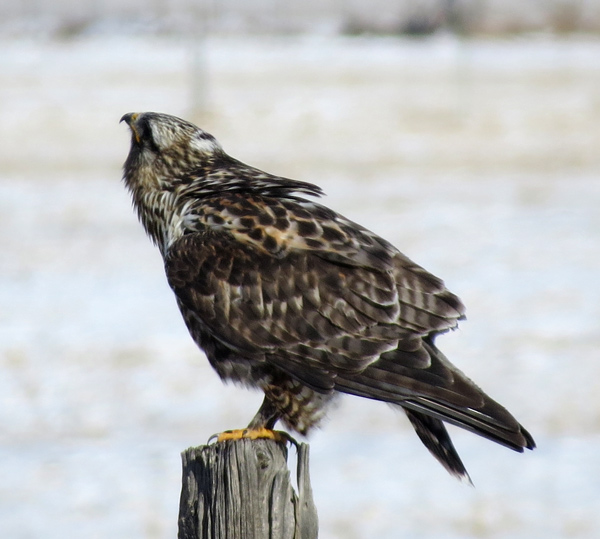 Roughlegged Hawk