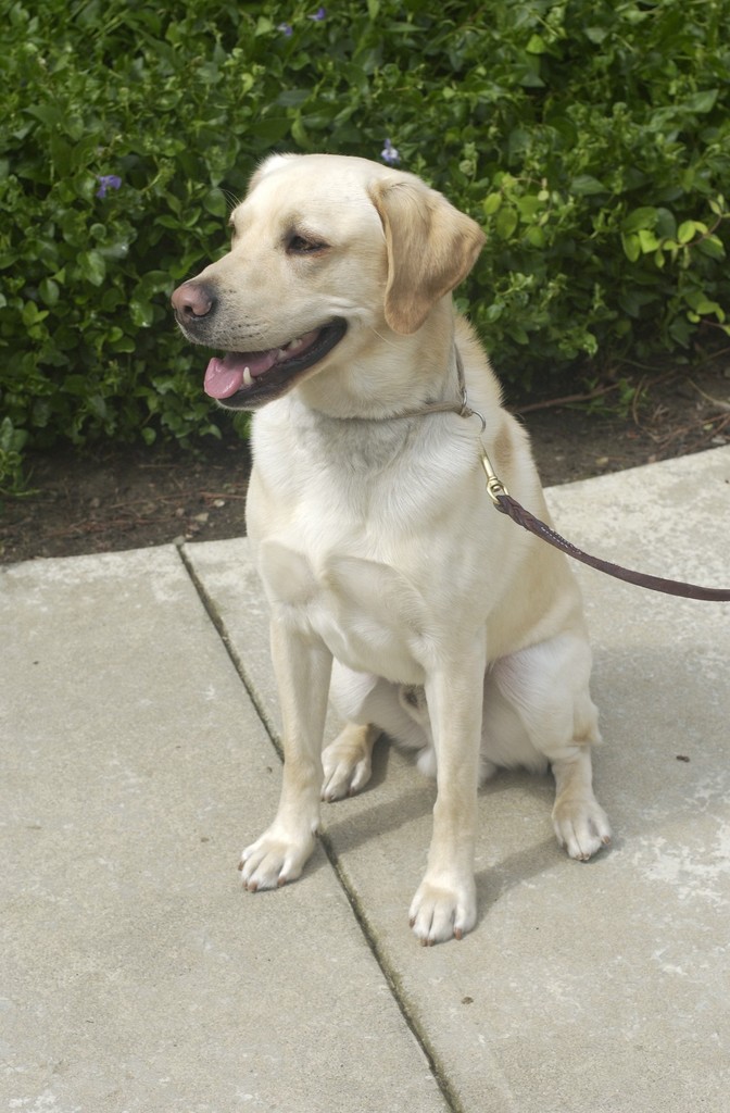 Female Yellow Labrador Retriever