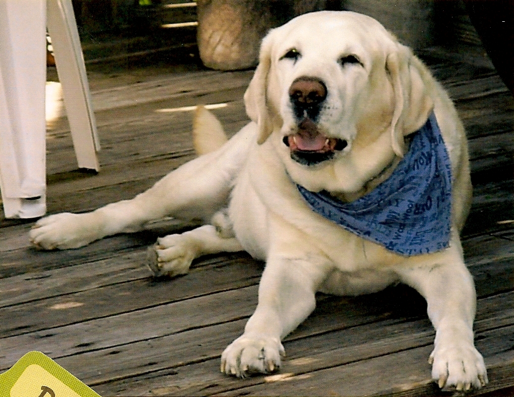 Female Yellow Labrador Retriever [] Lunawsome