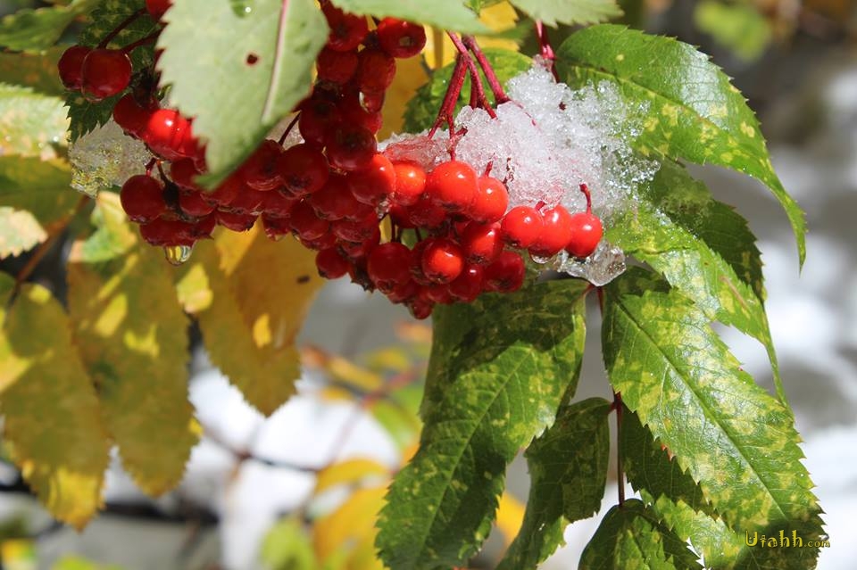Edible Plants Utah Highways