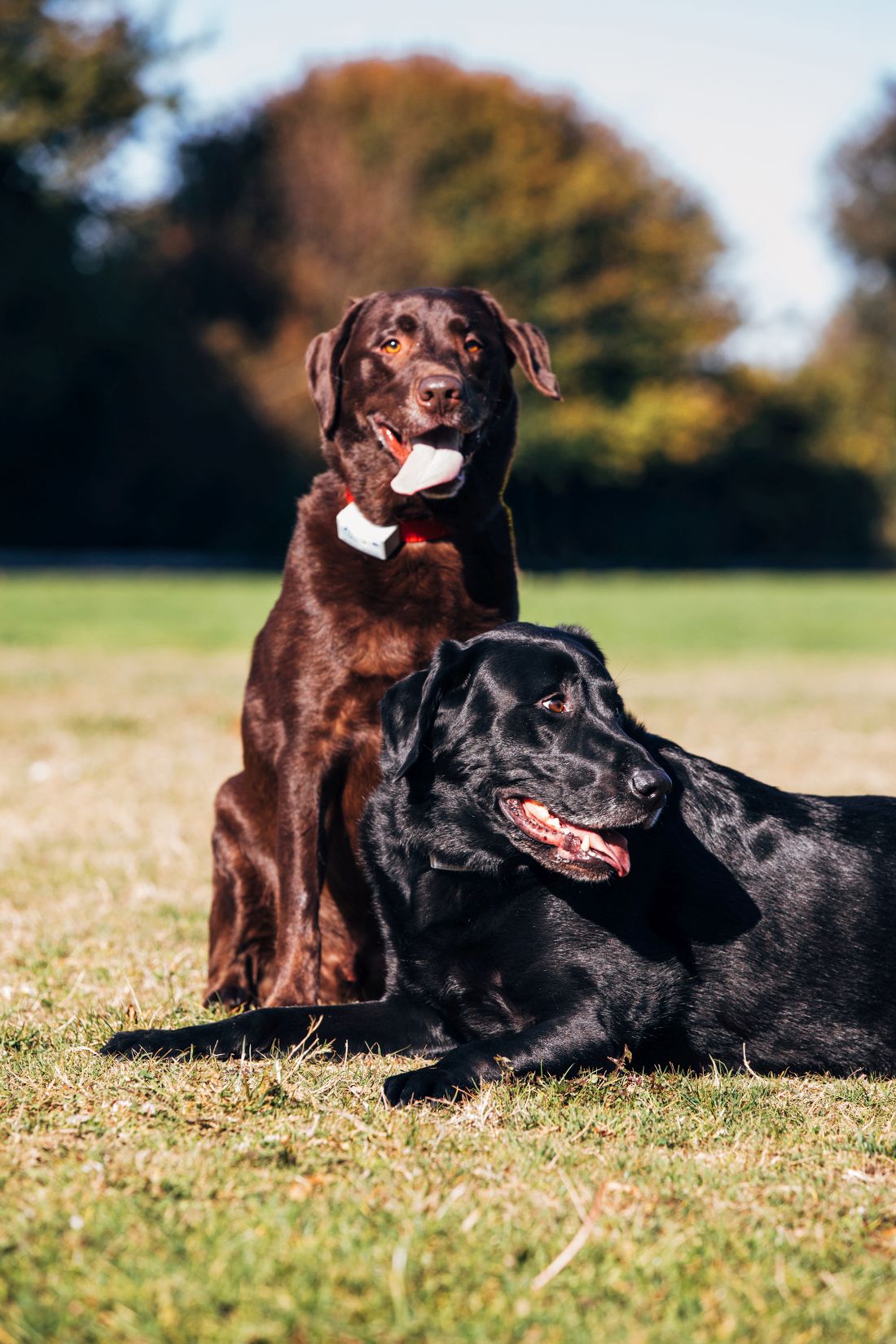 Dog Obedience Trainer Salt Lake City Utah Dog Training Salt Lake City