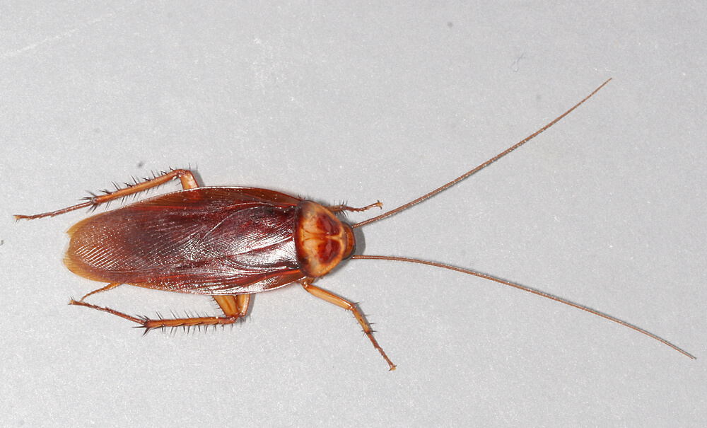 Do Cockroaches Go Away in Winter? Aardvark Pest Control