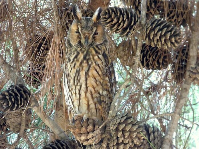 16 Different Types of Owls In The World Utah Pulse