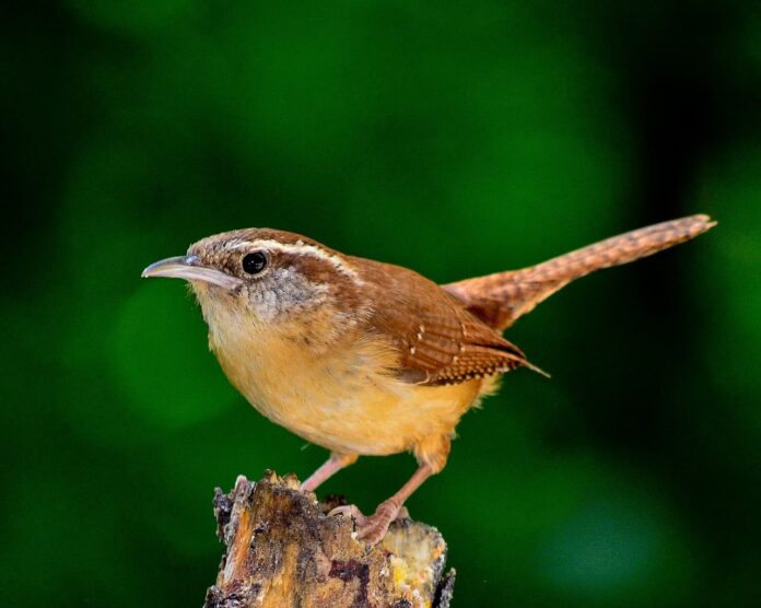 Top 10 Small Brown Birds In The World (With Pictures) Utah Pulse